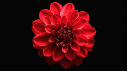 red dahlia. Flower on the black isolated background with clipping path. For design. Closeup. Nature,Red dahlia flower on a black background,Beautiful red flower on a black background
