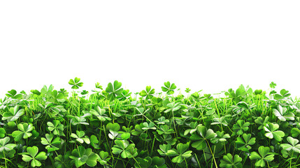 Obraz premium Clover field for St. Patricks Day isolated on white or transparent background