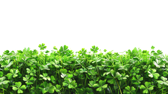 Clover field for St. Patricks Day isolated on white or transparent background