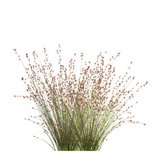 Baloskion pallens, Didgery Sticks, bushes, shrubs, evergreen, small tree, bush, tree, big tree, light for daylight, easy to use, 3d render, isolated