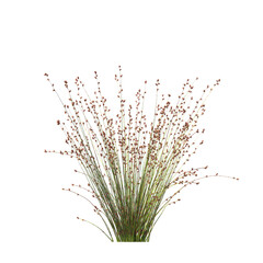 Baloskion pallens, Didgery Sticks, bushes, shrubs, evergreen, small tree, bush, tree, big tree, light for daylight, easy to use, 3d render, isolated