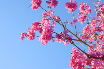 dreamy background of spring pink blossom tree. selective focus