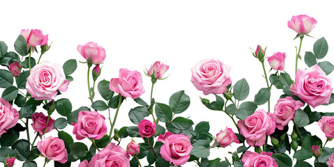 Beautiful pink roses with lush green leaves, cut out
