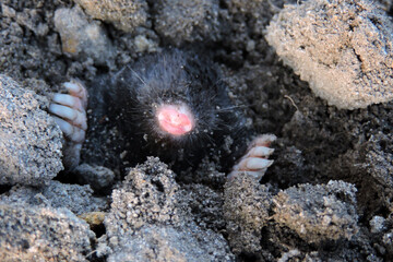 A portrait of a black European mole coming out of a molehill in the garden