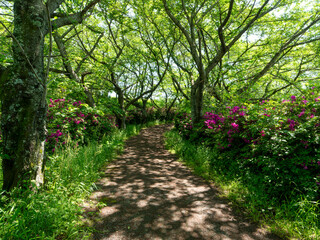 鮮やかな緑の桜並木とツツジの花