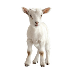 Goat isolated on a transparent background