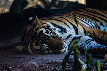 tiger takes a nap