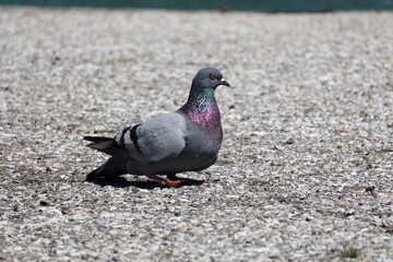 pigeon in the park