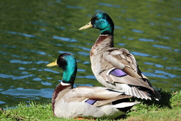 Obraz premium duck couple