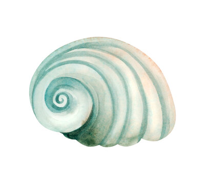recommend clip art: Turquoise green seashell of Cassidae sea snail watercolor illustration isolated on white background. Monochrome underwater animal for summer ocean designs. Nautical spiral helmet or bonnet snail shell