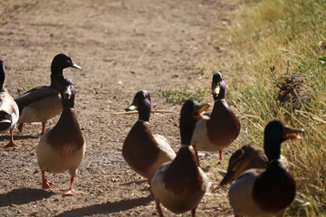 group of ducks