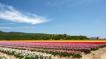 オランダのカラフルな春のチューリップ畑