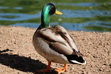 mallard duck