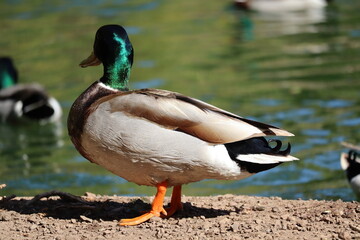 duck on a pond