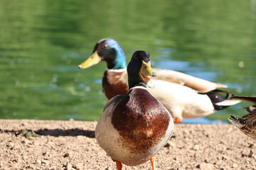 photogenic duck