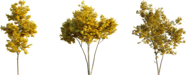 Ash tree autumn 4k png cutout transparent background