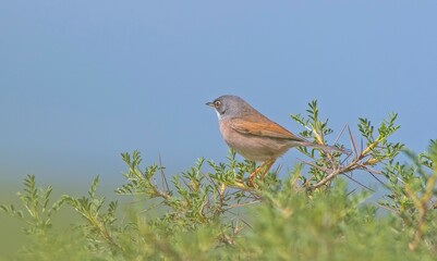 Spectacled Warbler (Sylvia conspicillata) lives as a resident species on the foothills of...