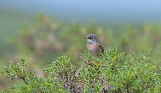Spectacled Warbler (Sylvia conspicillata) lives as a resident species on the foothills of Karacadağ, located in the triangle of Diyarbakır, Mardin and Şanlıurfa.