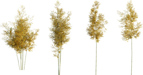 Bamboo tree 2 4k png cutout transparent background