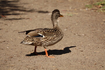 stand off duck