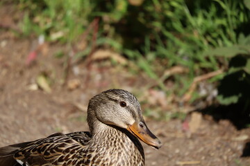 duck