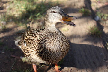 duck with open beak