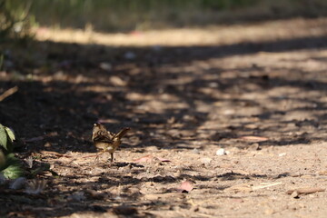 little bird on a big journey