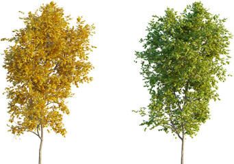 Obraz premium Sycamore maple 4k png cutout transparent background