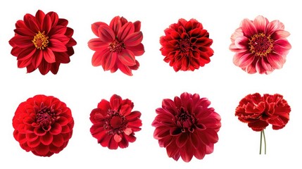 Selection of Various Red Flowers Isolated on White Background. Set of Nine Dahlia, Gerber, Daisy,...