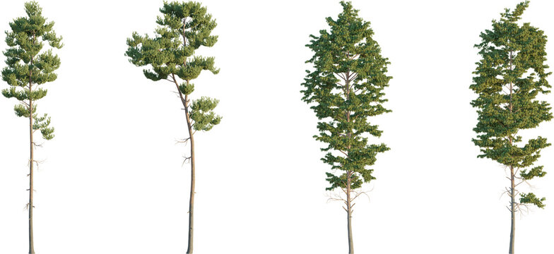 Scots pine tree 4k png cutout transparent background