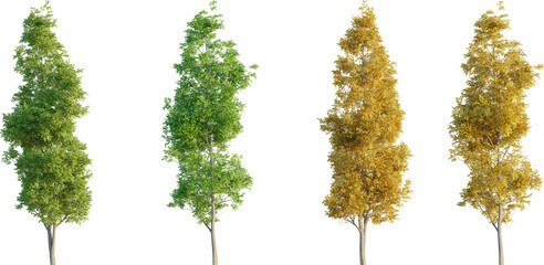 Fototapeta premium Piramidalis black alder 4k png cutout transparent background