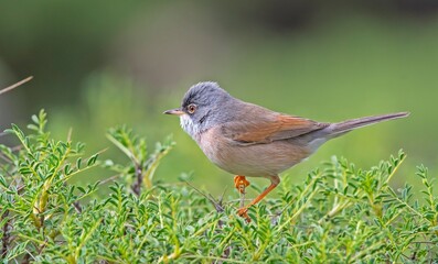 Spectacled Warbler (Sylvia conspicillata) lives as a resident species on the foothills of Karacadağ, located in the triangle of Diyarbakır, Mardin and Şanlıurfa.