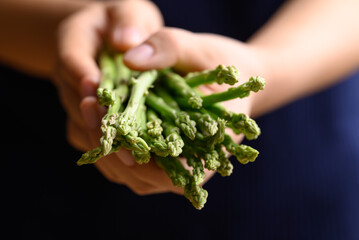 Organic asparagus in hand, Green vegetables in spring, Helathy food ingredient
