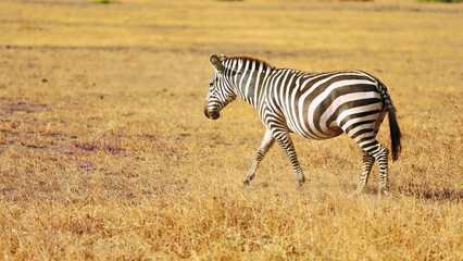 Zebra animal walking in Amboseli National Park, Kenya, Jan 2024