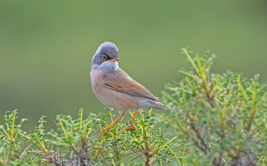Spectacled Warbler (Sylvia conspicillata) lives as a resident species on the foothills of Karacadağ, located in the triangle of Diyarbakır, Mardin and Şanlıurfa.