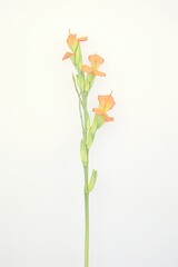 August, gladiolus