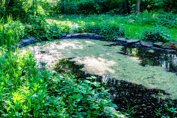 Beautiful forest landscape and pond