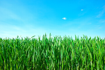 Obraz premium Countryside, grass and nature in summer, field and peace in bush or pasture, blue sky and clouds. Ecosystem, sustainability and morning, scenery and outdoor, greenery and meadow, park and plants