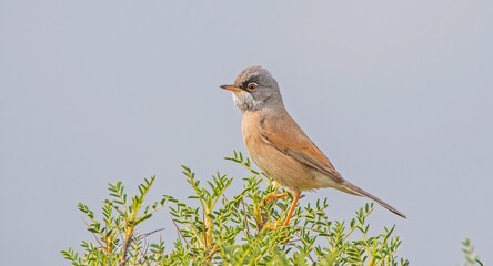Spectacled Warbler (Sylvia conspicillata) lives as a resident species on the foothills of Karacadağ, located in the triangle of Diyarbakır, Mardin and Şanlıurfa.