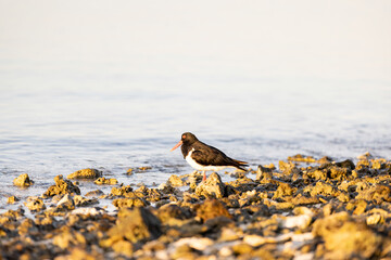 pied oystercatcher bird standing heron island
