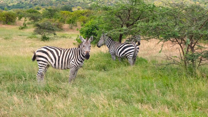 Zebra in National Park of Kenya, Africa, Feb 2024