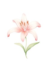 lily watercolor, May birth month