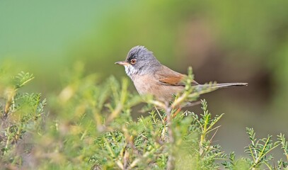 Spectacled Warbler (Sylvia conspicillata) lives as a resident species on the foothills of Karacadağ, located in the triangle of Diyarbakır, Mardin and Şanlıurfa.