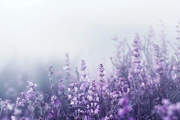 Naklejka premium A gentle gradient flow from lavender to frosty grey, like a misty morning enveloping purple flowers
