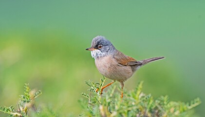 Spectacled Warbler (Sylvia conspicillata) lives as a resident species on the foothills of Karacadağ, located in the triangle of Diyarbakır, Mardin and Şanlıurfa.