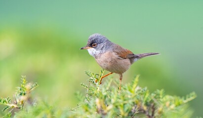 Spectacled Warbler (Sylvia conspicillata) lives as a resident species on the foothills of...