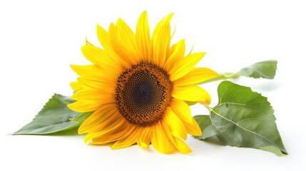 Sunflower flower isloted on a white background,Sunflower flower head isolated on white background cutout,Abstract of sunflower ,Radiant Sunshine Majestic Sunflower in a Field of Gold

