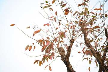 Tree on white background