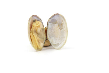 Closed up fresh baby clams, venus shell, shellfish, carpet clams, short necked clams, as raw food...