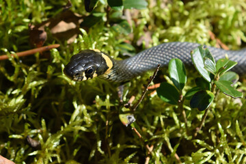 Graceful Grass Snake Navigating Through Lush Green Moss in Natural Habitat